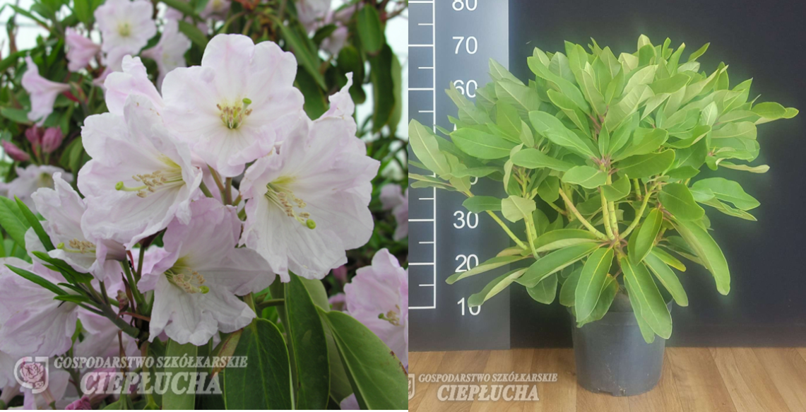 Рододендрон гибридный Фортуна Бенгта